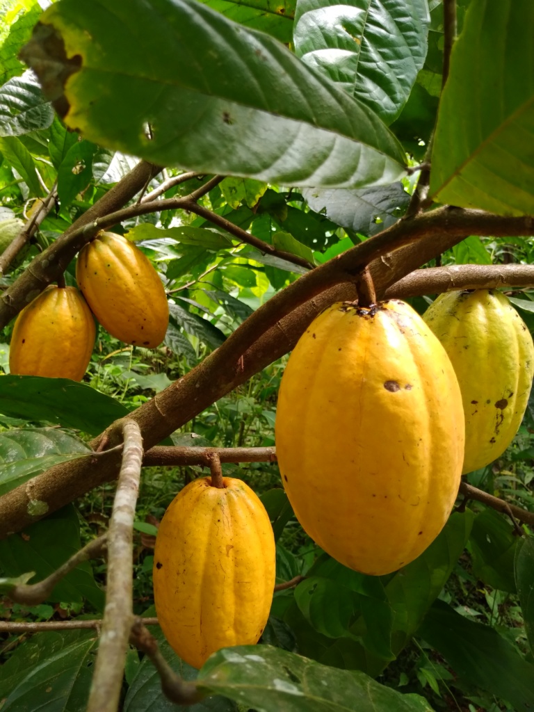 Ripe cacao pods on the tree