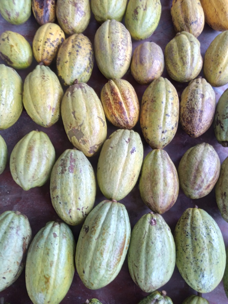 Cacao pods on the ground, ready to be opened