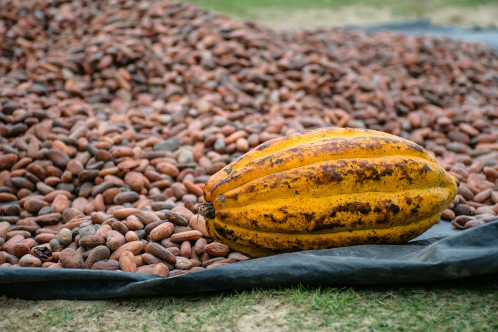 Organic Criollo Porcelana Cacao beans / Fermented and dried, ready for roasting