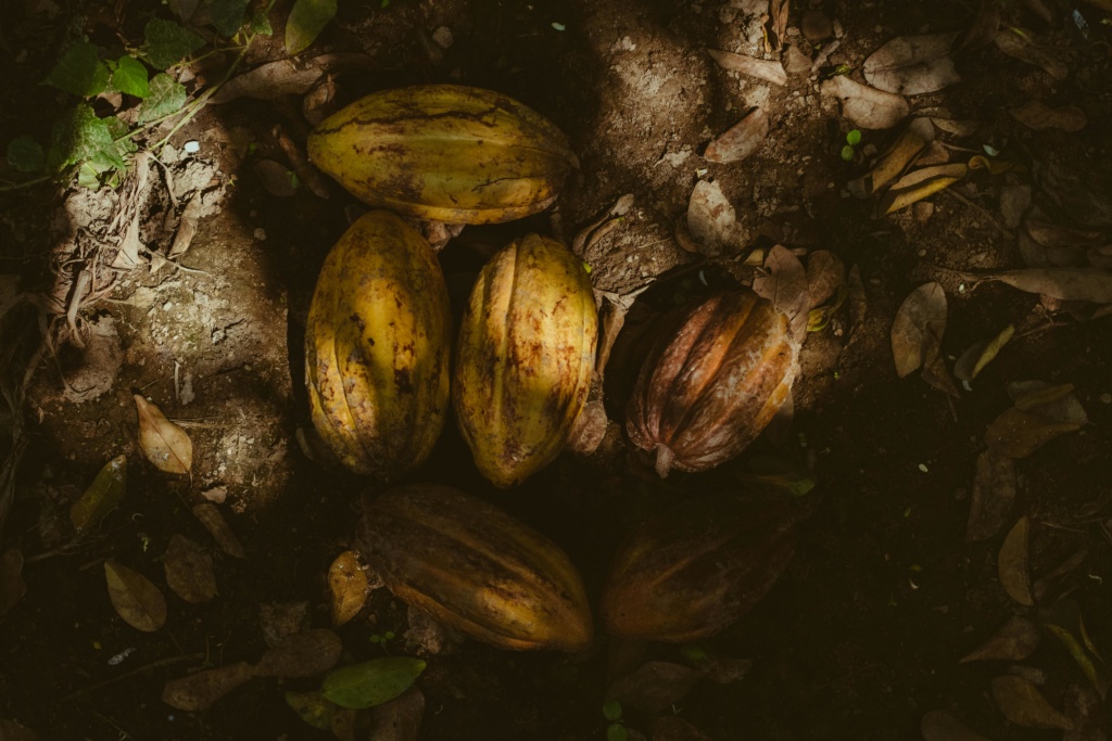 Rare Criollo Porcelana Cacao